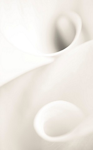 CLOSE_UP_BLACK_AND_WHITE_TONED_IMAGE_OF_AN_ARUM_LILY_FLOWER_WHITE__PURE__PURITY__WEDDING__SYMPATHY__