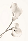 CLOSE UP BLACK AND WHITE TONED IMAGE OF ARUM LILY FLOWERS WHITE  PURE  PURITY  WEDDING  SYMPATHY  HOPE  FRAGILE  PEACE  PEACEFUL