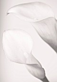 CLOSE UP BLACK AND WHITE TONED IMAGE OF ARUM LILY FLOWERS WHITE  PURE  PURITY  WEDDING  SYMPATHY  HOPE  FRAGILE  PEACE  PEACEFUL