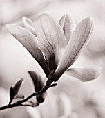 BLACK AND WHITE DUOTONE IMAGE OF MAGNOLIA GALAXY. SPRING  BLOOM  TREE  DECIDUOUS
