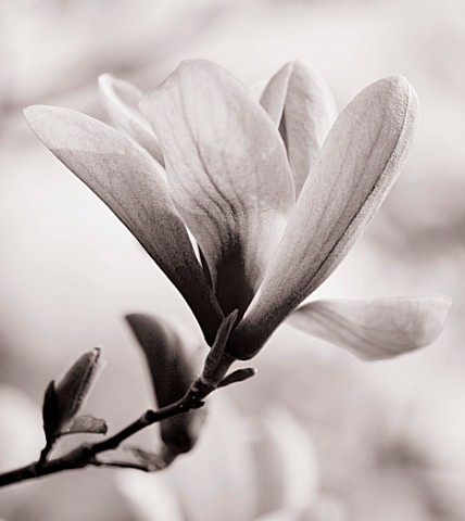 BLACK_AND_WHITE_DUOTONE_IMAGE_OF_MAGNOLIA_GALAXY_SPRING__BLOOM__TREE__DECIDUOUS