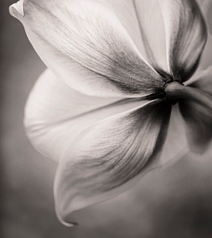 BLACK_AND_WHITE_DUOTONE_IMAGE_OF_THE_BACK_OF_THE_FLOWER_OF_TULIP_SYLVESTRIS