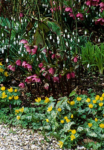 HELLEBORES__ACONITES_AND_SNOWDROPS_BESIDE_A_GRAVEL_PATH_AT_THE_OLD_RECTORY__BERKSHIRE