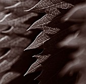 BLACK AND WHITE DUOTONE IMAGE OF THE LEAVES OF MELIANTHUS MAJOR