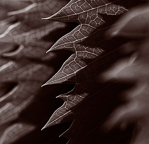 BLACK_AND_WHITE_DUOTONE_IMAGE_OF_THE_LEAVES_OF_MELIANTHUS_MAJOR