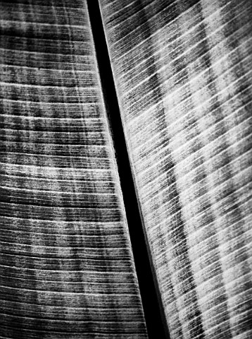 CLOSE_UP_BLACK_AND_WHITE_TONED_IMAGE_OF_THE_LEAF_OF_ENSETE_VENTRICOSUM