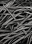 BLACK AND WHITE CLOSE UP TONED IMAGE OF FROSTED OPHIOPOGON PLANISCAPUS NIGRESCENS