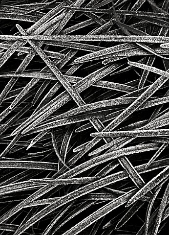 BLACK_AND_WHITE_CLOSE_UP_TONED_IMAGE_OF_FROSTED_OPHIOPOGON_PLANISCAPUS_NIGRESCENS