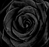 BLACK AND WHITE CLOSE UP TONED IMAGE OF THE CENTRE OF A ROSE