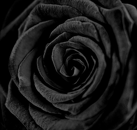 BLACK_AND_WHITE_CLOSE_UP_TONED_IMAGE_OF_THE_CENTRE_OF_A_ROSE