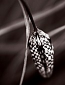 BLACK AND WHITE DUOTONE IMAGE OF THE EMERGING BUD OF FRITILLARIA MELEAGRIS (SNAKES HEAD FRITILLARY)