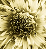 BLACK AND WHITE DUOTONE IMAGE OF THE YELLOW FLOWER OF DAHLIA MUMS LIPSTICK WITH PINK TIPS TO PETALS