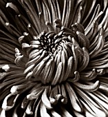BLACK AND WHITE TONED IMAGE OF THE CENTRE OF A CHRYSANTHEMUM
