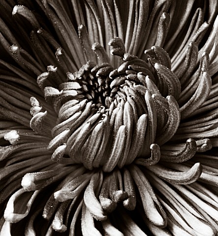 BLACK_AND_WHITE_TONED_IMAGE_OF_THE_CENTRE_OF_A_CHRYSANTHEMUM