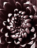 BLACK AND WHITE TONED IMAGE OF THE CENTRE OF A CHRYSANTHEMUM