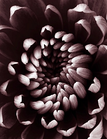 BLACK_AND_WHITE_TONED_IMAGE_OF_THE_CENTRE_OF_A_CHRYSANTHEMUM
