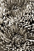 BLACK AND WHITE TONED IMAGE OF THE CENTRE OF CHRYSANTHEMUM FLOWERS