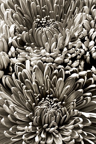 BLACK_AND_WHITE_TONED_IMAGE_OF_THE_CENTRE_OF_CHRYSANTHEMUM_FLOWERS
