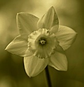 BLACK AND WHITE DUOTONED IMAGE OF THE CENTRE OF A DAFFODIL - NARCISSUS GOLDEN HARVEST. YELLOW  SPRING  EASTER  BULB