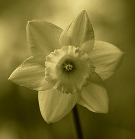 BLACK_AND_WHITE_DUOTONED_IMAGE_OF_THE_CENTRE_OF_A_DAFFODIL__NARCISSUS_GOLDEN_HARVEST_YELLOW__SPRING_