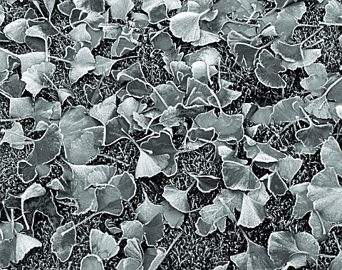 BLACK_AND_WHITE_DUOTONED_IMAGE_OF_FROSTED_FALLEN_LEAVES_OF_GINKGO_BILOBA_ON_THE_LAWN_AT_ENGLEFIELD_H