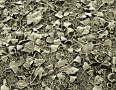 BLACK AND WHITE DUOTONE IMAGE OF THE FALLEN FROSTED LEAVES OF GINKGO BILOBA ON THE LAWN AT ENGLEFIELD HOUSE  BERKSHIRE