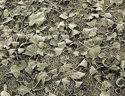 BLACK_AND_WHITE_DUOTONE_IMAGE_OF_THE_FALLEN_FROSTED_LEAVES_OF_GINKGO_BILOBA_ON_THE_LAWN_AT_ENGLEFIEL