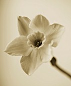 BLACK AND WHITE DUOTONE IMAGE OF A DAFFODIL - NARCISSUS