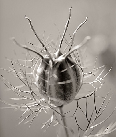 BLACK_AND_WHITE_DUOTONED_IMAGE_OF_THE_SEED_HEAD_OF_NIGELLA_DAMASCENA__LOVE_INAMIST