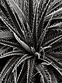 PETTIFERS  OXFORDSHIRE: BLACK AND WHITE IMAGE OF THE FROSTED FOLIAGE OF ERYNGIUM EBURNEUM