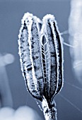 BLACK AND WHITE DUOTONE IMAGE OF PETTIFERS  OXFORDSHIRE: FROSTED SEED POD OF LILIUM REGALE