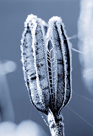 BLACK_AND_WHITE_DUOTONE_IMAGE_OF_PETTIFERS__OXFORDSHIRE_FROSTED_SEED_POD_OF_LILIUM_REGALE