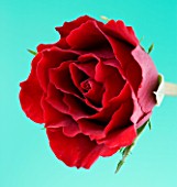 CLOSE UP OF FLOWER DEEP RED ROSE AGAINST PALE BLUE BACKGROUND