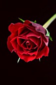 CLOSE UP OF FLOWER DEEP RED ROSE AGAINST DARK RED BACKGROUND
