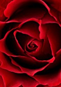 CLOSE UP  IMAGE OF THE FLOWER OF A DEEP RED ROSE