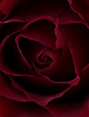 CLOSE UP  IMAGE OF THE FLOWER OF A DEEP RED ROSE