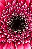 CLOSE UP  IMAGE OF THE CENTRE OF THE FLOWER OF A DARK PINK GERBERA