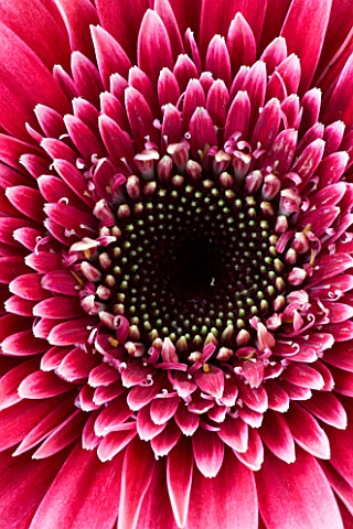 CLOSE_UP__IMAGE_OF_THE_CENTRE_OF_THE_FLOWER_OF_A_DARK_PINK_GERBERA