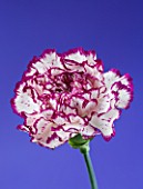 CLOSE UP  IMAGE OF THE FLOWER OF A CREAM AND RED CARNATION