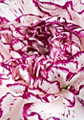 CLOSE UP  IMAGE OF THE CENTRE OF THE FLOWER OF A CREAM AND RED CARNATION