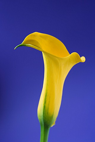 CLOSE_UP_IMAGE_OF_THE_FLOWERS_OF_A_YELLOW_ARUM_LILY_AGAINST_A_BLUE_BACKGROUND