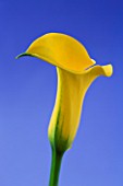 CLOSE UP IMAGE OF THE FLOWERS OF A YELLOW ARUM LILY AGAINST A BLUE BACKGROUND