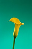 CLOSE UP IMAGE OF THE FLOWERS OF A YELLOW ARUM LILY AGAINST A GREEN BACKGROUND