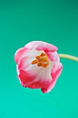 CLOSE UP IMAGE OF THE FLOWERS OF A RED AND WHITE TULIP AGAINST A GREEN BACKGROUND