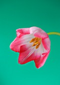 CLOSE UP IMAGE OF THE FLOWERS OF A RED AND WHITE TULIP AGAINST A GREEN BACKGROUND