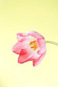 CLOSE UP IMAGE OF THE FLOWERS OF A RED AND WHITE TULIP AGAINST A YELLOW BACKGROUND
