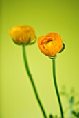 CLOSE UP IMAGE OF THE FLOWERS OF YELLOW RANUNCULUS AGAINST A YELLOW BACKGROUND