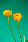 CLOSE UP IMAGE OF THE FLOWERS OF YELLOW RANUNCULUS AGAINST A GREEN BACKGROUND