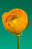 CLOSE UP IMAGE OF THE FLOWER OF A YELLOW RANUNCULUS AGAINST A GREEN BACKGROUND