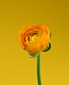 CLOSE UP IMAGE OF THE FLOWER OF A YELLOW RANUNCULUS AGAINST A YELLOW BACKGROUND
